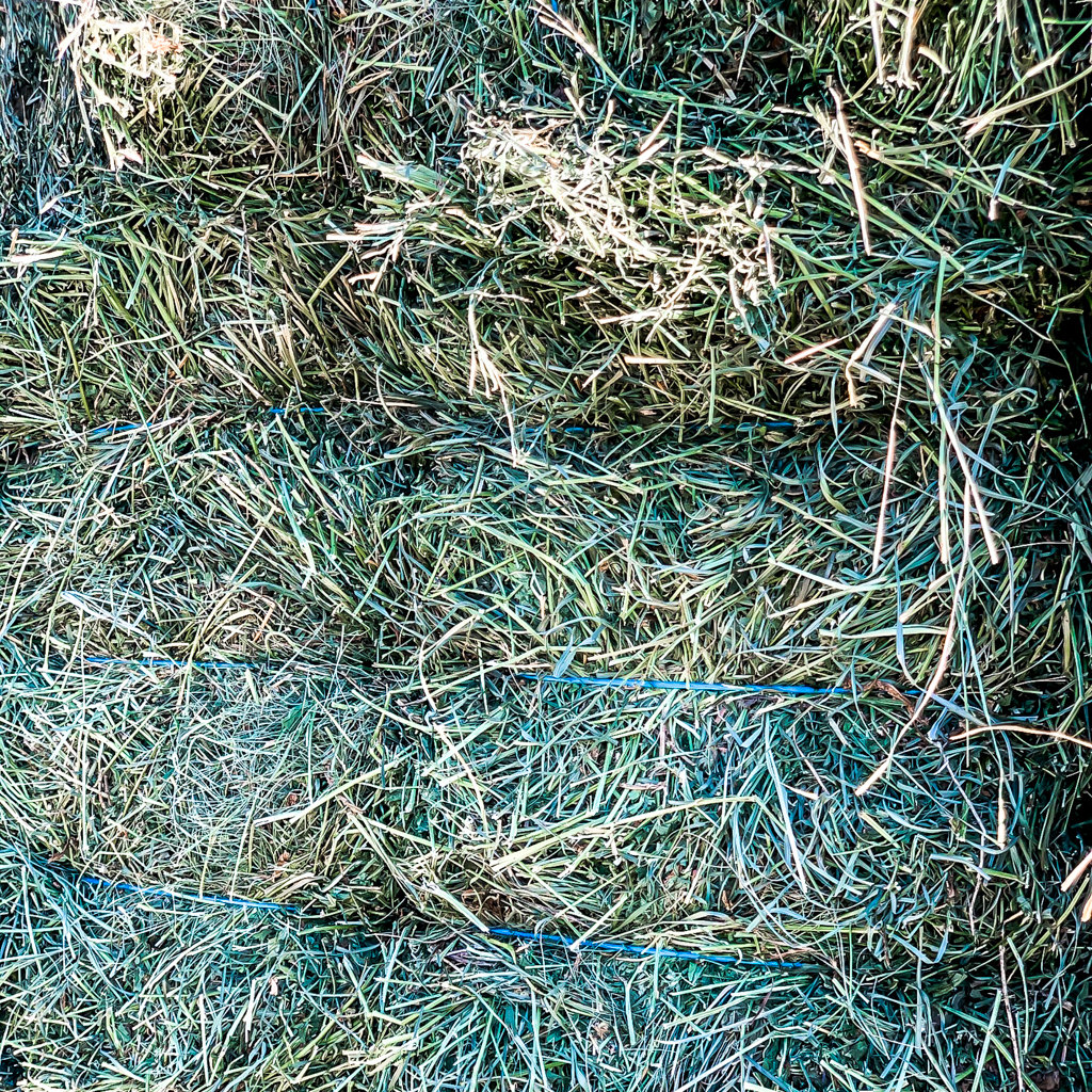 Grassy Alfalfa Image