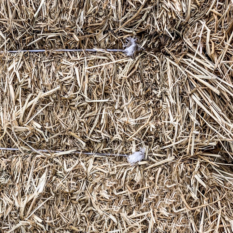 Rice Straw Image